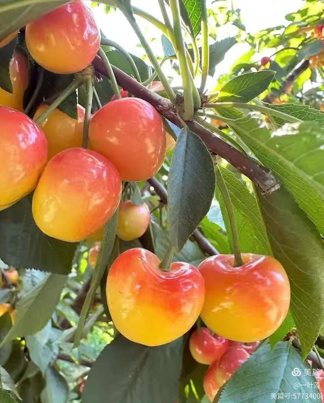 美国加州—樱桃熟了